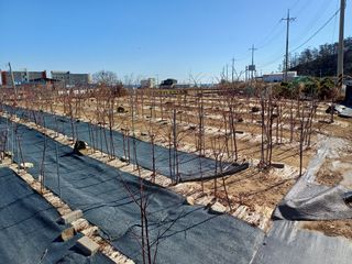 최정윤님의 딸기 · 영농일지 작성글 사진