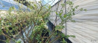 류근택님의 블루베리 · 영농일지 작성글 사진