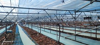 서대산향수님의 포도 · 영농일지 작성글 사진