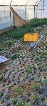 팜모닝 기타작물·영농일지 게시글 이미지