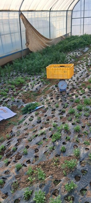 알 수 없음님의 기타작물 · 영농일지 작성글 사진