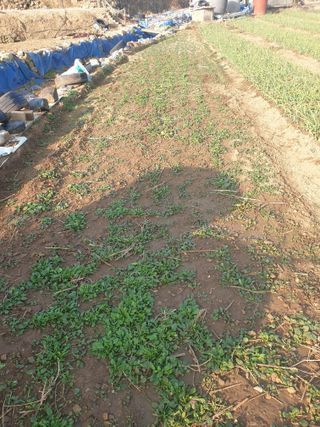 매실20860님의 마늘 · 영농일지 작성글 사진