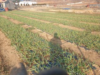 매실20860님의 마늘 · 영농일지 작성글 사진