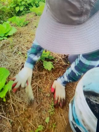 송강섭님의 기타작물 · 영농일지 작성글 사진