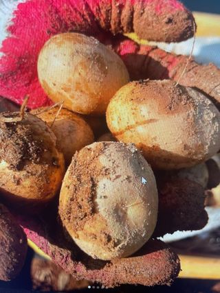 송강섭님의 콩 · 영농일지 작성글 사진