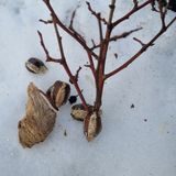 팜모닝 블루베리·영농일지 게시글 이미지