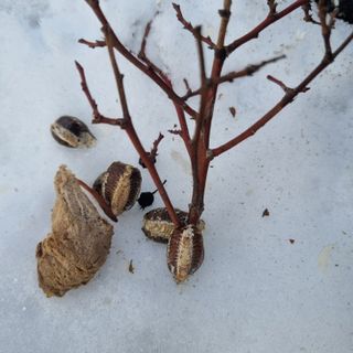 권오택님의 블루베리 · 영농일지 작성글 사진