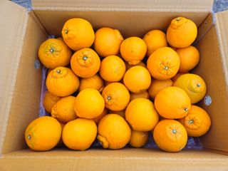 새달귤농장님의 귤 · 영농일지 작성글 사진