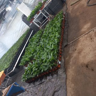 두릅나무15847님의 기타작물 · 영농일지 작성글 사진