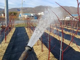 최정윤님의 딸기 · 영농일지 작성글 사진