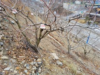 김용대님의 기타작물 · 영농일지 작성글 사진