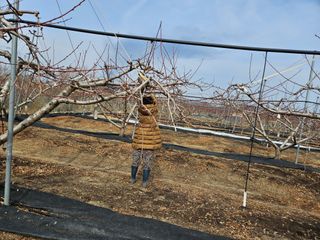 김인하님의 복숭아 · 영농일지 작성글 사진