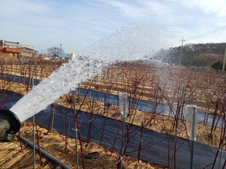 최정윤님의 딸기 · 영농일지 작성글 사진