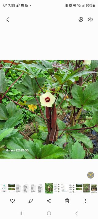 정찬영님의 기타작물 · 영농일지 작성글 사진