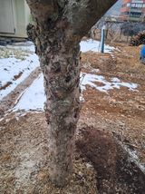 팜모닝 사과·영농일지 게시글 이미지