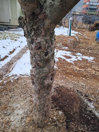 구강회님의 사과 · 영농일지 작성글 사진