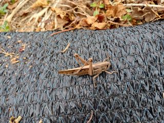 최정윤님의 딸기 · 영농일지 작성글 사진