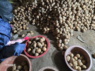 팜모닝회원 바이크농원님의 감자 · 영농일지 작성글 사진