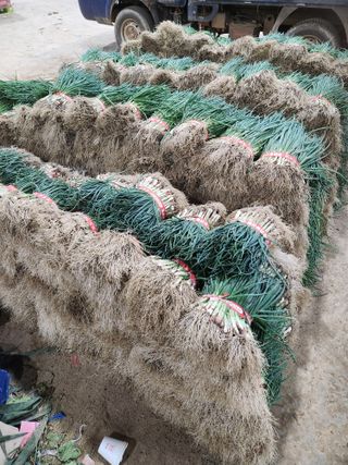 김저팔계님의 파 · 영농일지 작성글 사진