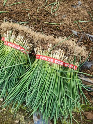 김저팔계님의 파 · 영농일지 작성글 사진