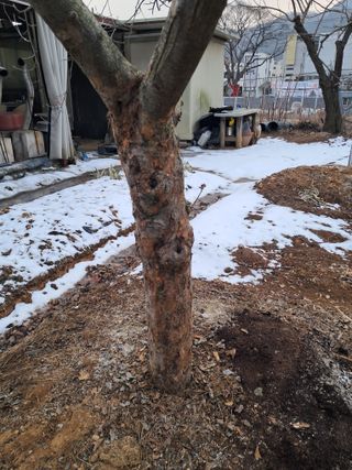 구강회님의 사과 · 영농일지 작성글 사진