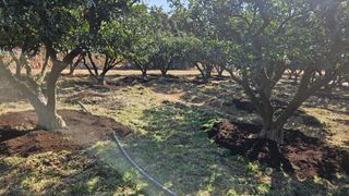 옥재벌님의 기타작물 · 영농일지 작성글 사진