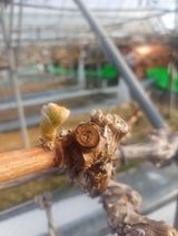 팜모닝 포도·영농일지 게시글 이미지