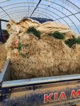 김저팔계님의 작성글 사진