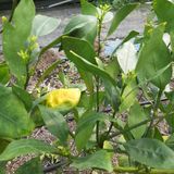 팜모닝 귤·영농일지 게시글 이미지