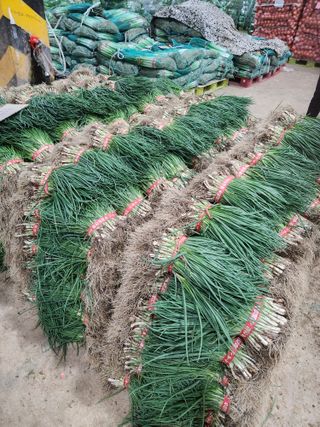 김저팔계님의 파 · 영농일지 작성글 사진