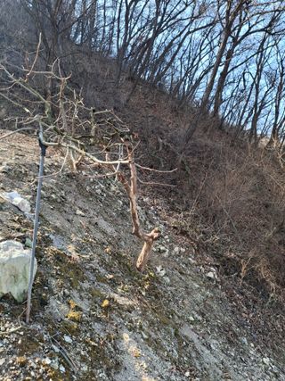 The농원님의 감 · 영농일지 작성글 사진