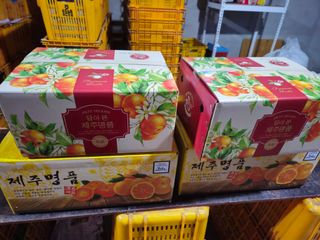 새달귤농장님의 귤 · 영농일지 작성글 사진