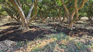 옥재벌님의 기타작물 · 영농일지 작성글 사진