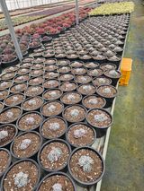 팜모닝 기타작물·영농일지 게시글 이미지