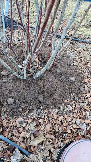 대봉농원 이경화님의 블루베리 · 영농일지 작성글 사진