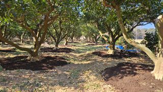 옥재벌님의 기타작물 · 영농일지 작성글 사진