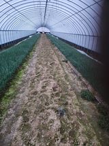 팜모닝 파·영농일지 게시글 이미지