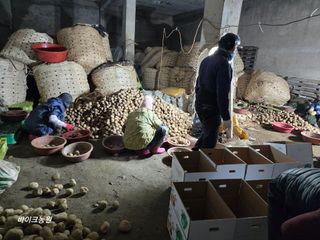 팜모닝회원 바이크농원님의 감자 · 영농일지 작성글 사진