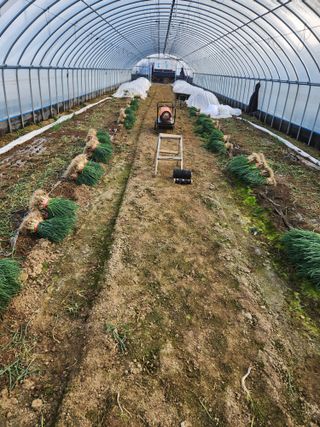 김저팔계님의 파 · 영농일지 작성글 사진