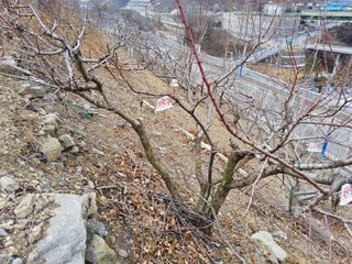 김용대님의 기타작물 · 영농일지 작성글 사진