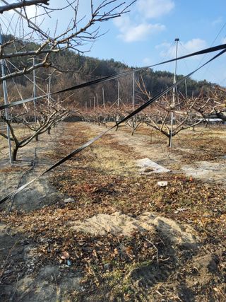 ahnda님의 복숭아 · 영농일지 작성글 사진