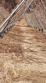 팜모닝 자두·영농일지 게시글 이미지