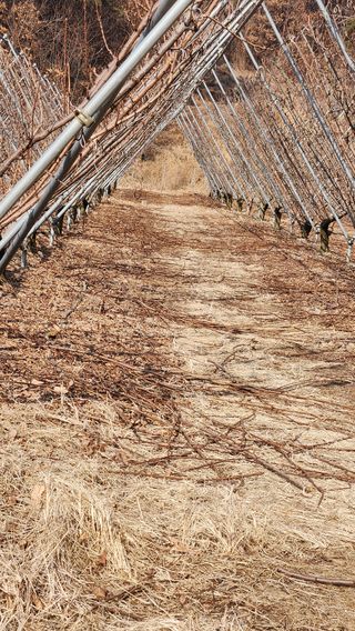 김준한님의 자두 · 영농일지 작성글 사진