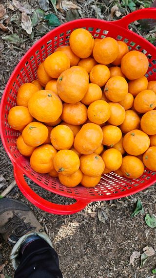 고강농원 강영자님의 귤 · 영농일지 작성글 사진