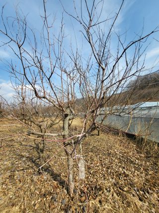 박철용 님의 감 · 영농일지 작성글 사진