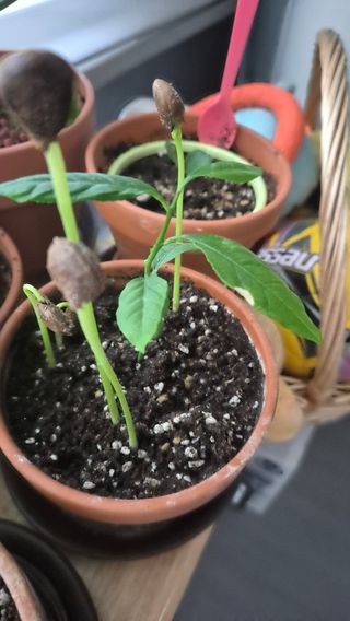 이선복님의 기타작물 · 영농일지 작성글 사진