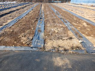 땅콩맘님의 기타작물 · 영농일지 작성글 사진