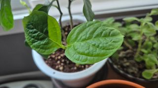 이선복님의 기타작물 · 영농일지 작성글 사진