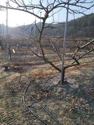 ahnda님의 복숭아 · 영농일지 작성글 사진