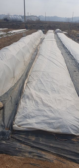 김익중님의 배추 · 영농일지 작성글 사진